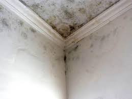 Best Mold Documentation for Insurance Claims in Fremont, IN